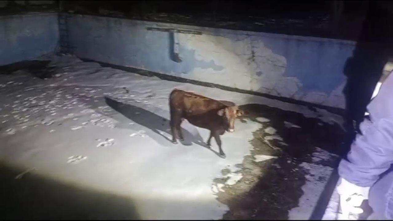 Sahibinden kaçtı, boş havuzda mahsur kaldı